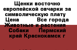 Щенки восточно европейской овчарки за символическую плату › Цена ­ 250 - Все города Животные и растения » Собаки   . Пермский край,Краснокамск г.